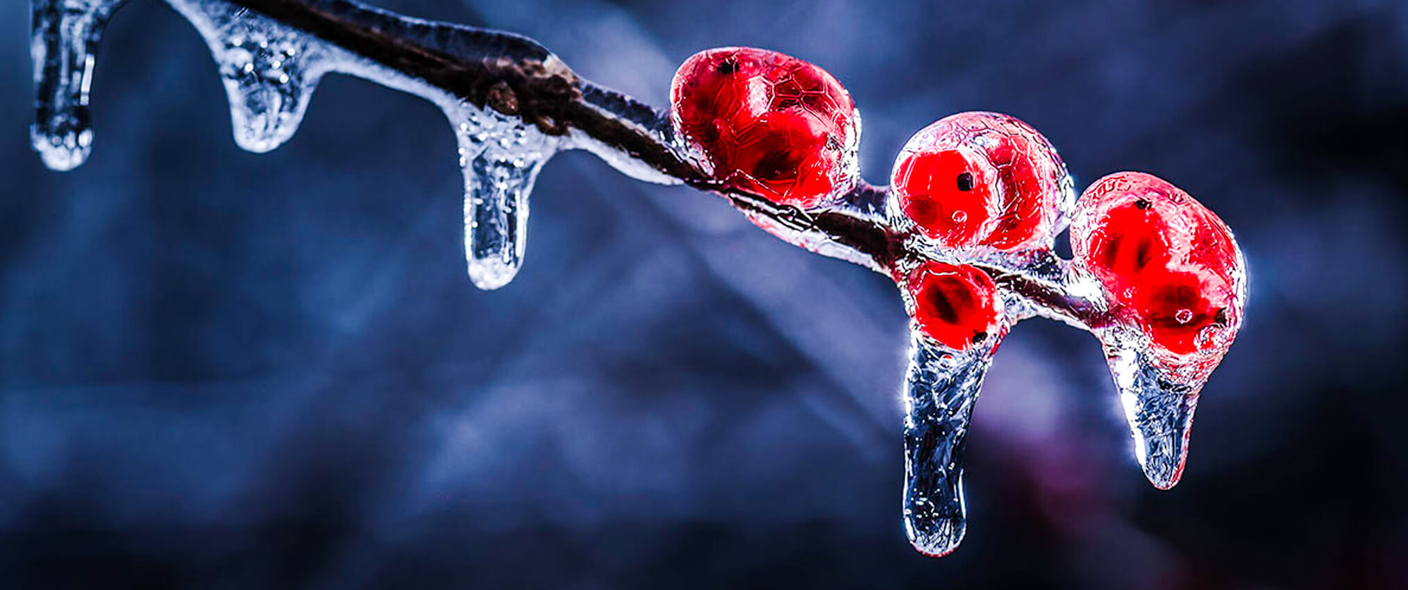 macro photography tips macro photography