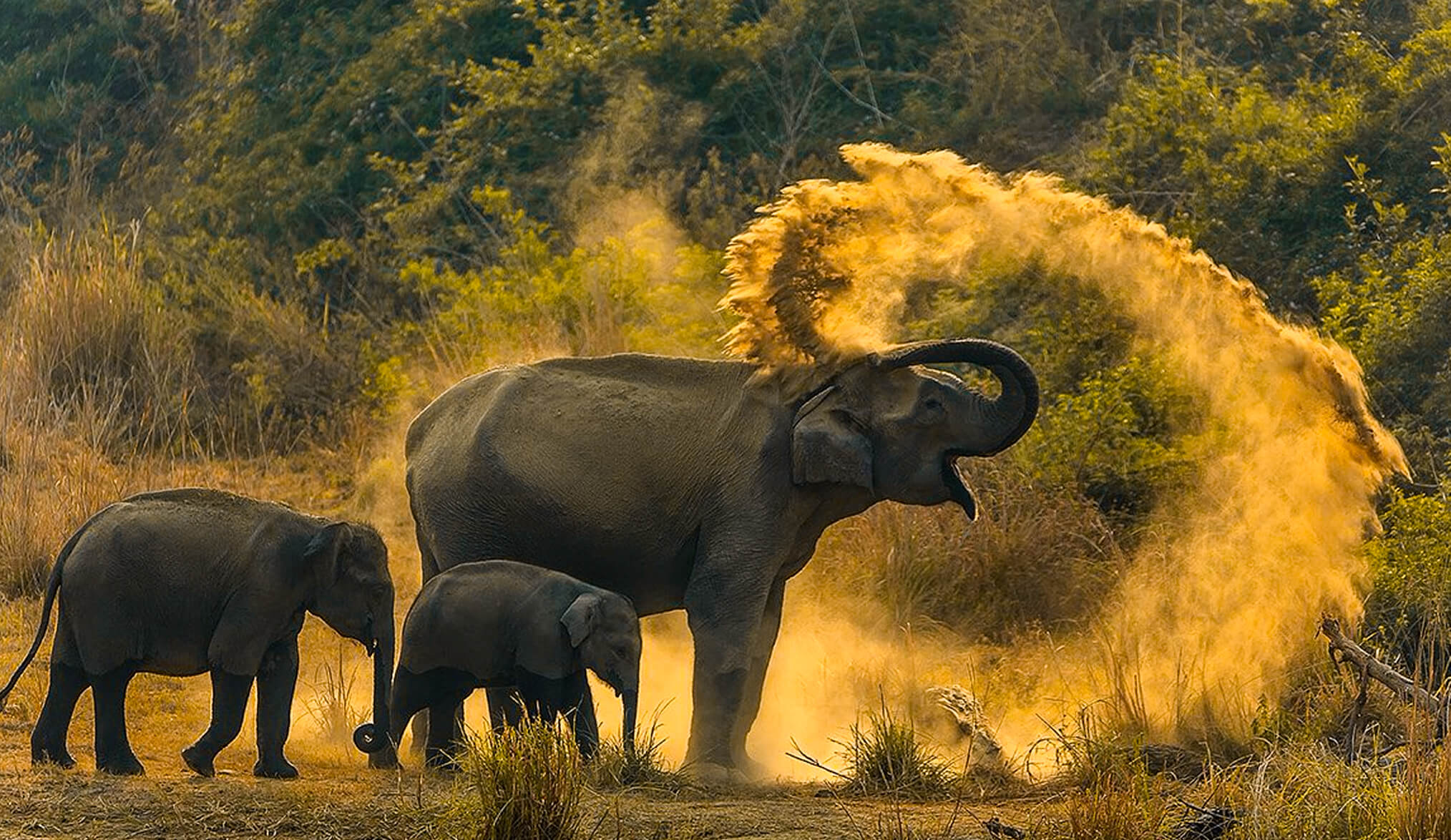 Time to Refine Your Wildlife Photography with these Tips Time to Refine Your Wildlife Photography with these Tips
