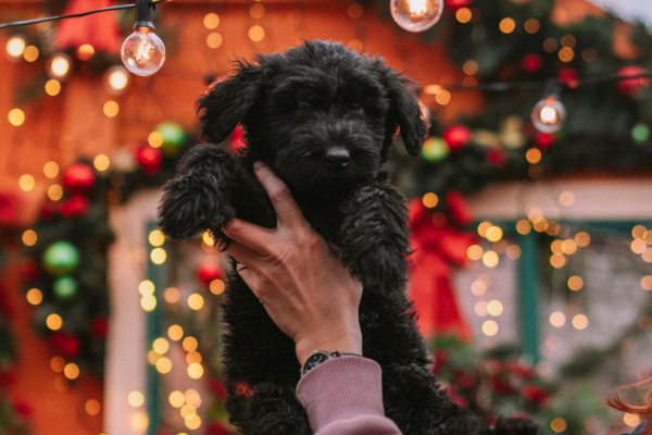 christmas pets photoshoot